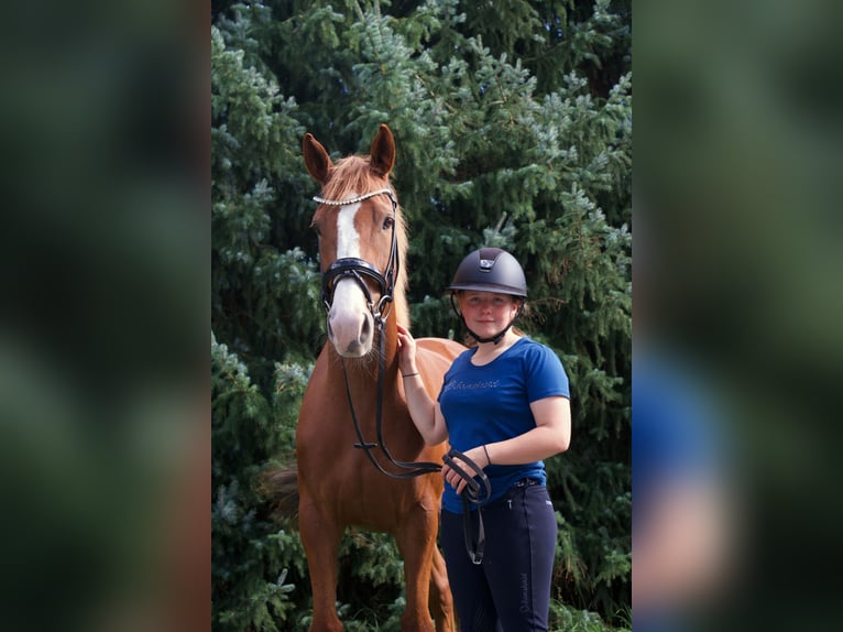 Irish Sport Horse Mare 8 years 15.2 hh Chestnut-Red in Schlüchtern