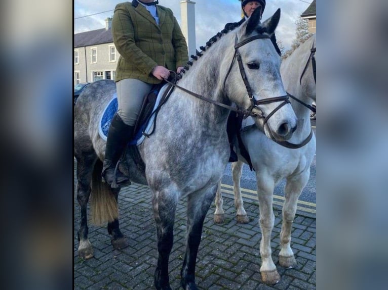 Irish Sport Horse Mare 8 years 15,2 hh Gray in Leitrim