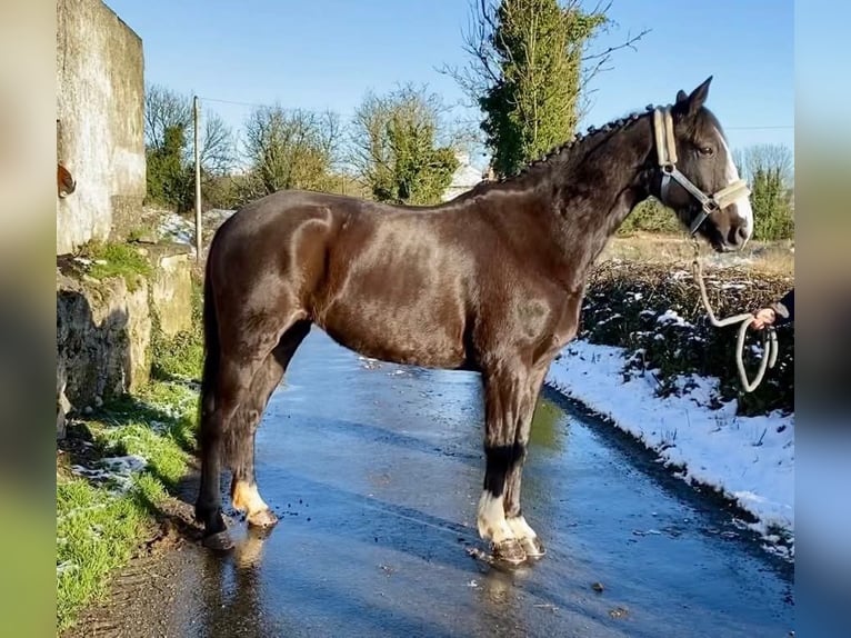 Irish Sport Horse Mare 8 years 15,3 hh Brown in Sligo