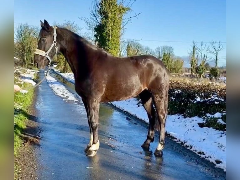 Irish Sport Horse Mare 8 years 15,3 hh Brown in Sligo