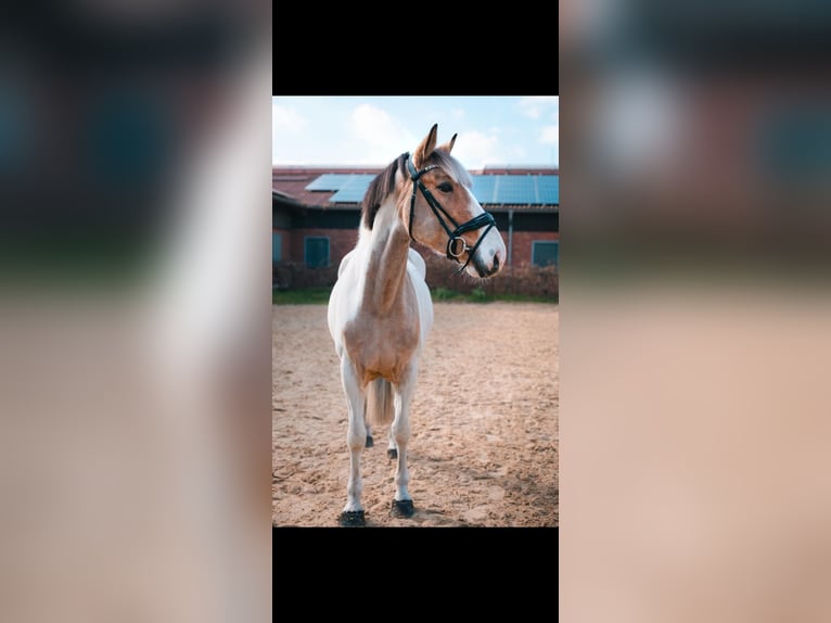 Irish Sport Horse Mare 8 years 15,3 hh Pinto in Dorsten