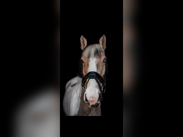 Irish Sport Horse Mare 8 years 15,3 hh Pinto in Dorsten