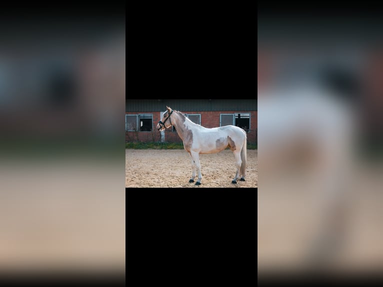 Irish Sport Horse Mare 8 years 15,3 hh Pinto in Dorsten