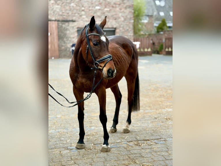 Irish Sport Horse Mare 8 years 15,2 hh Bay-Dark in Grevenbroich