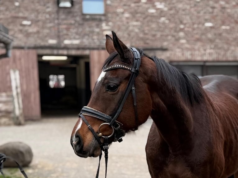 Irish Sport Horse Mare 8 years 15,2 hh Bay-Dark in Grevenbroich