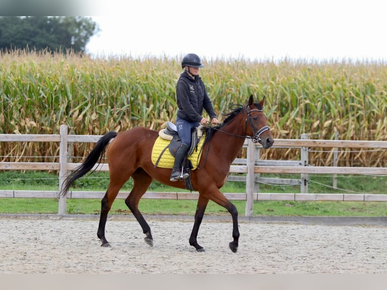 Irish Sport Horse Mare 8 years 15,2 hh Brown in Bogaarden