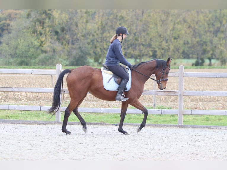 Irish Sport Horse Mare 8 years 15,2 hh Brown in Bogaarden
