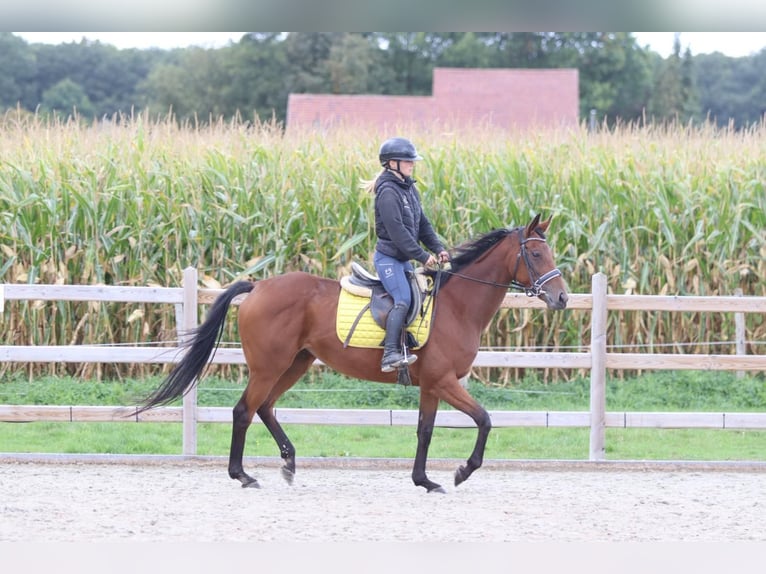 Irish Sport Horse Mare 8 years 15,2 hh Brown in Bogaarden