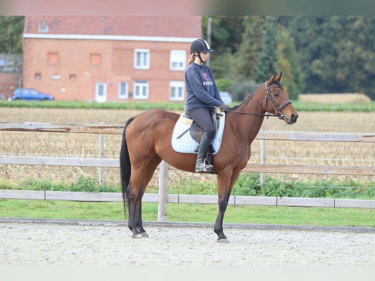 Irish Sport Horse Mare 8 years 15,2 hh Brown in Bogaarden