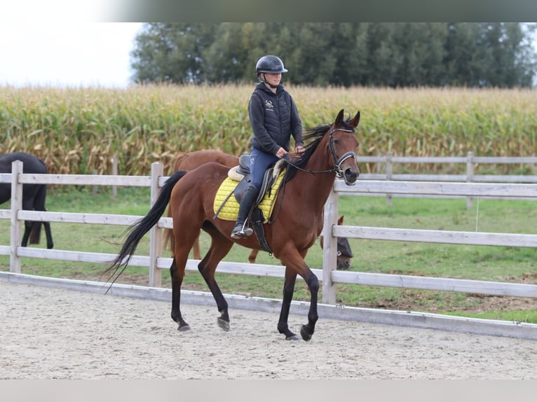 Irish Sport Horse Mare 8 years 15,2 hh Brown in Bogaarden