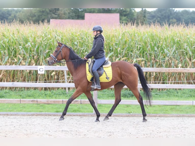 Irish Sport Horse Mare 8 years 15,2 hh Brown in Bogaarden