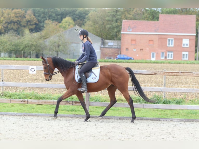 Irish Sport Horse Mare 8 years 15,2 hh Brown in Bogaarden
