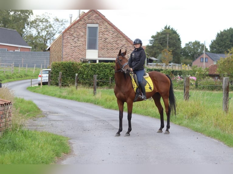 Irish Sport Horse Mare 8 years 15,2 hh Brown in Bogaarden