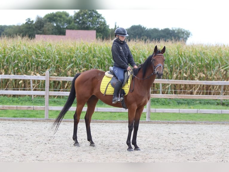 Irish Sport Horse Mare 8 years 15,2 hh Brown in Bogaarden