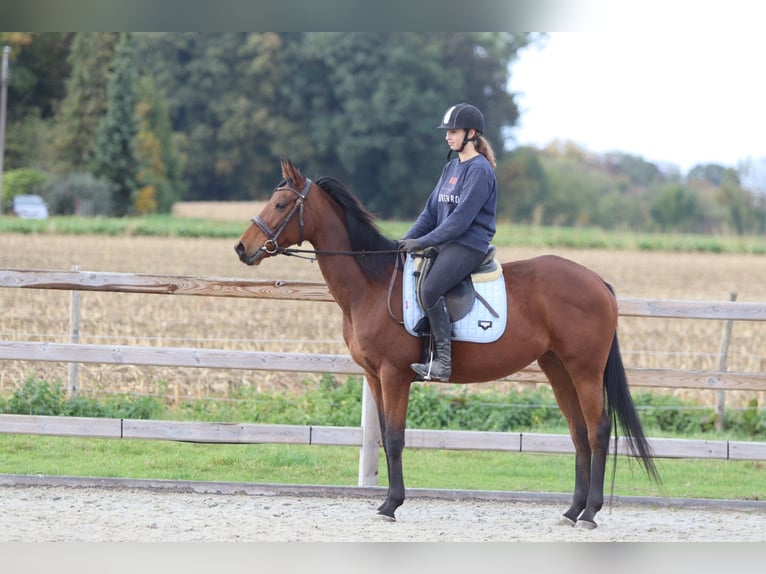 Irish Sport Horse Mare 8 years 15,2 hh Brown in Bogaarden