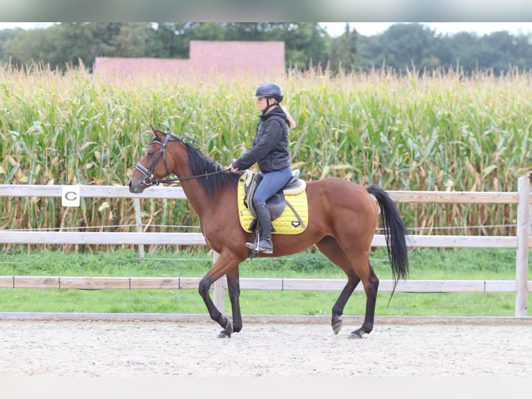 Irish Sport Horse Mare 8 years 15,2 hh Brown in Bogaarden