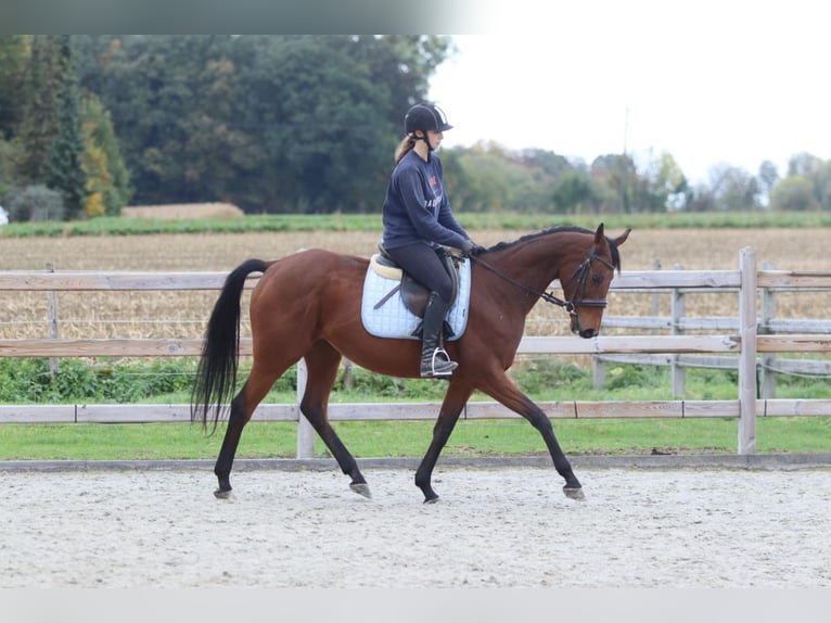 Irish Sport Horse Mare 8 years 15,2 hh Brown in Bogaarden