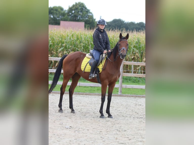 Irish Sport Horse Mare 8 years 15,2 hh Brown in Bogaarden