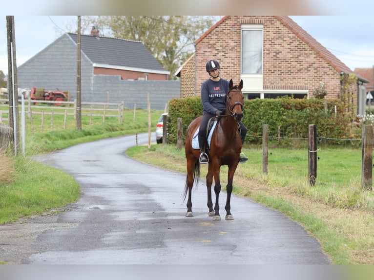 Irish Sport Horse Mare 8 years 15,2 hh Brown in Bogaarden