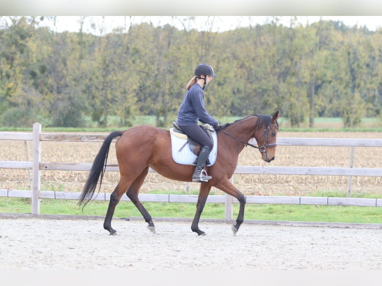 Irish Sport Horse Mare 8 years 15,2 hh Brown in Bogaarden