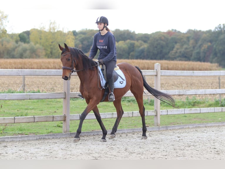 Irish Sport Horse Mare 8 years 15,2 hh Brown in Bogaarden