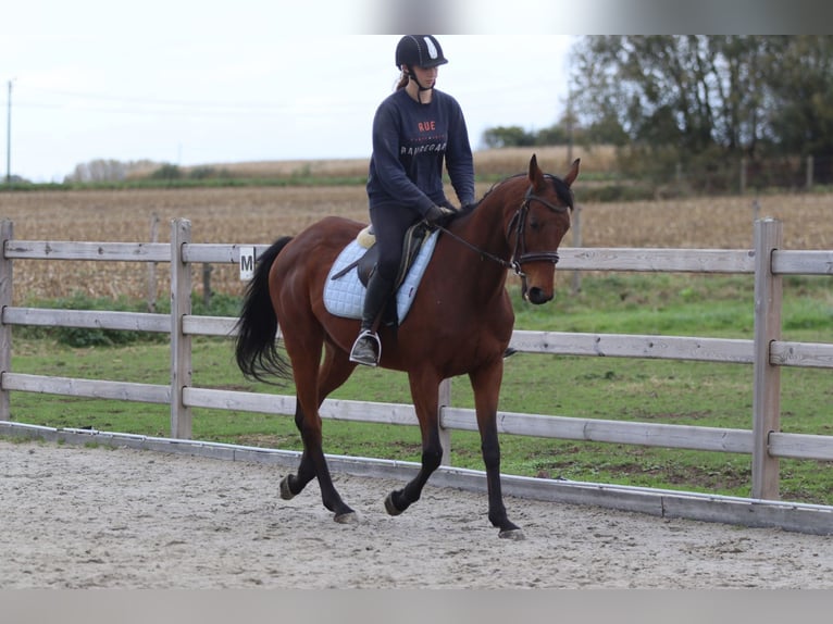 Irish Sport Horse Mare 8 years 15,2 hh Brown in Bogaarden