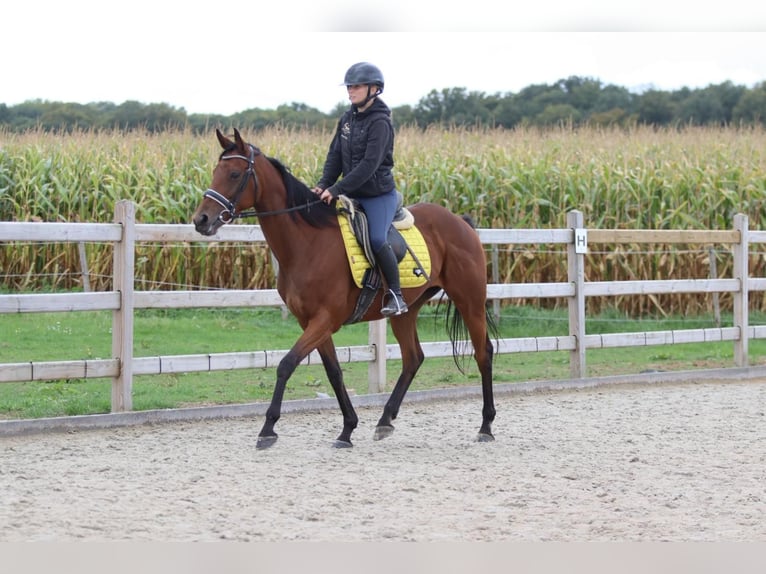 Irish Sport Horse Mare 8 years 15,2 hh Brown in Bogaarden