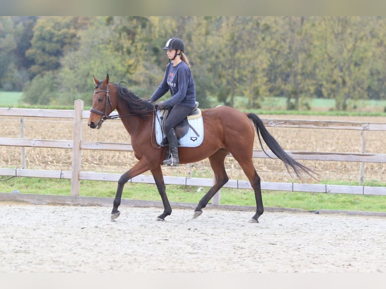 Irish Sport Horse Mare 8 years 15,2 hh Brown in Bogaarden