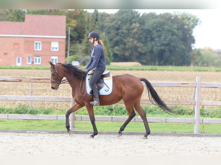 Irish Sport Horse Mare 8 years 15,2 hh Brown in Bogaarden