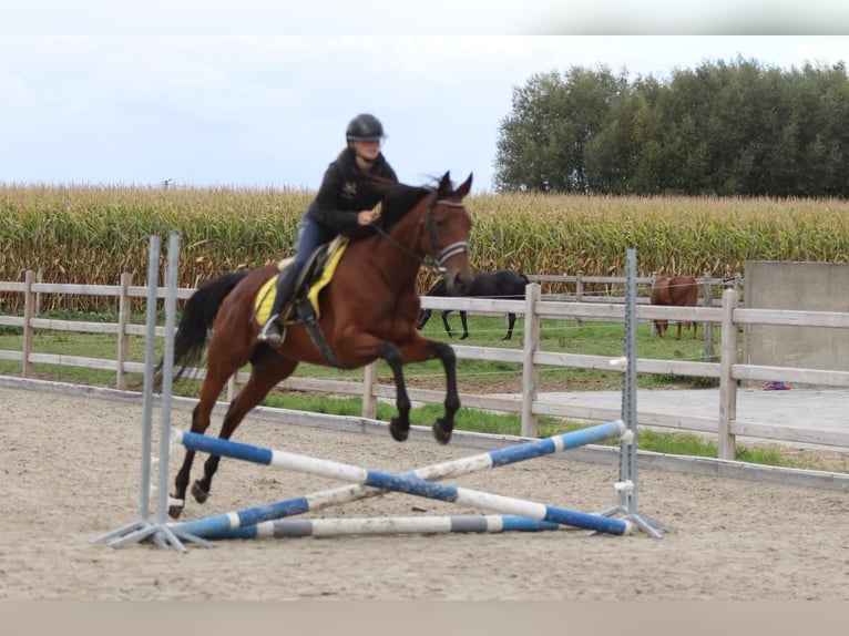 Irish Sport Horse Mare 8 years 15,2 hh Brown in Bogaarden