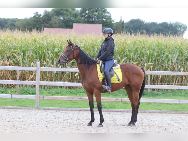 Irish Sport Horse Mare 8 years 15,2 hh Brown in Bogaarden