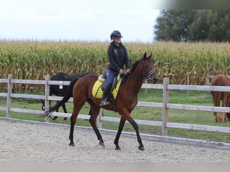 Irish Sport Horse Mare 8 years 15,2 hh Brown in Bogaarden