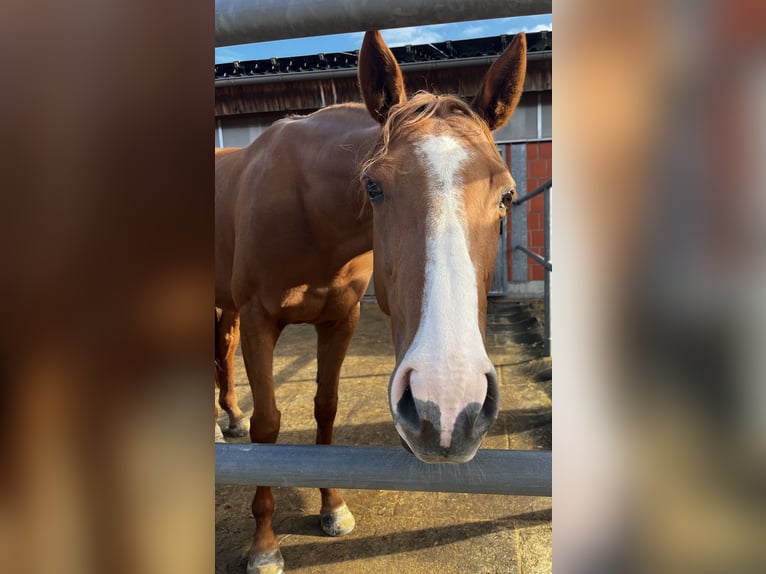 Irish Sport Horse Mare 8 years 15,2 hh Chestnut-Red in Frankfurt am Main