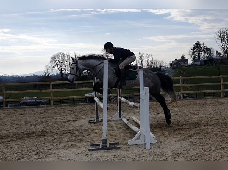Irish Sport Horse Mare 8 years 15,2 hh Gray in Leitrim