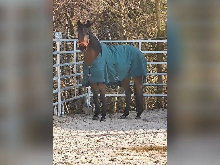 Irish Sport Horse Mare 8 years 15,3 hh Brown in Lage
