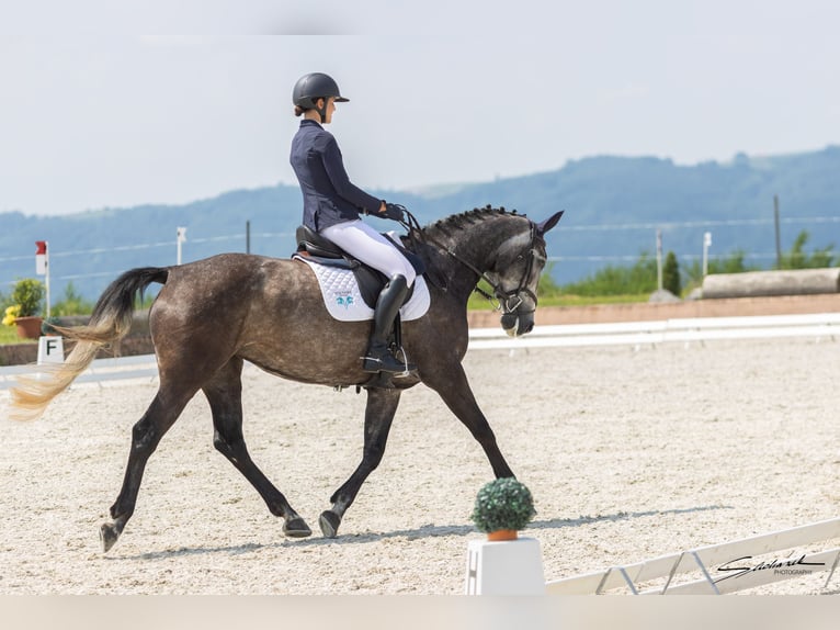 Irish Sport Horse Mare 8 years 15,3 hh Gray in Inzing
