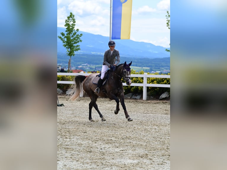 Irish Sport Horse Mare 8 years 15,3 hh Gray in Inzing