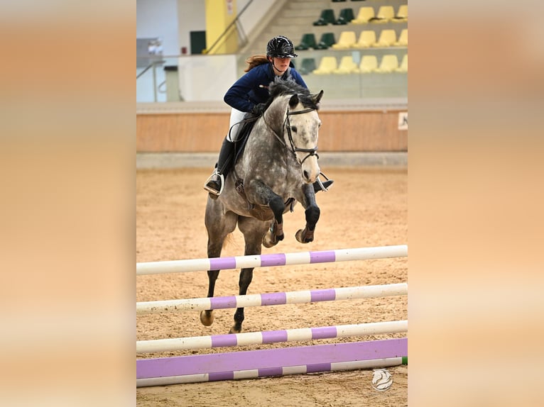 Irish Sport Horse Mare 8 years 15,3 hh Gray in Inzing