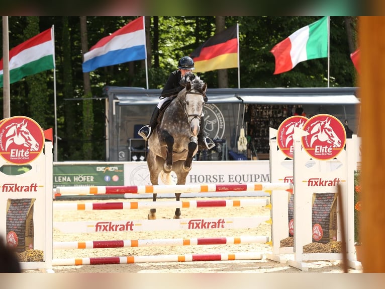 Irish Sport Horse Mare 8 years 15,3 hh Gray in Inzing