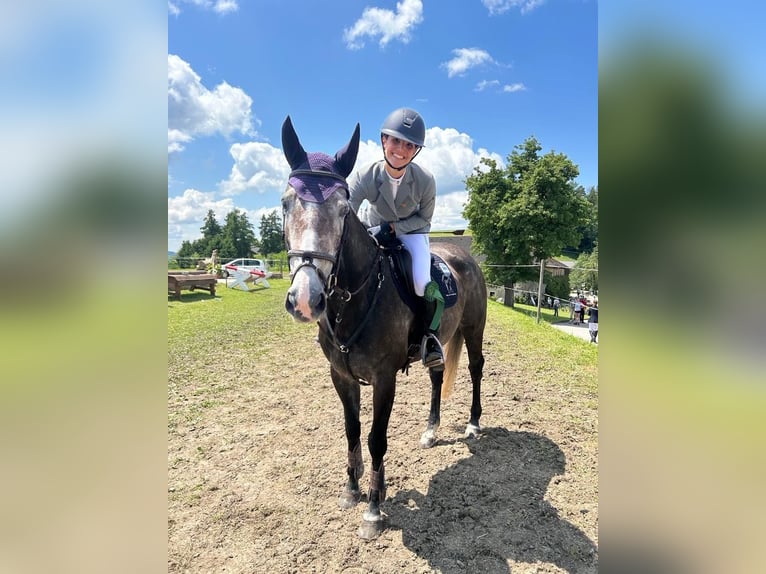 Irish Sport Horse Mare 8 years 15,3 hh Gray in Inzing