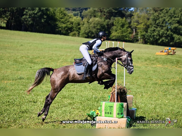 Irish Sport Horse Mare 8 years 15,3 hh Gray in Inzing