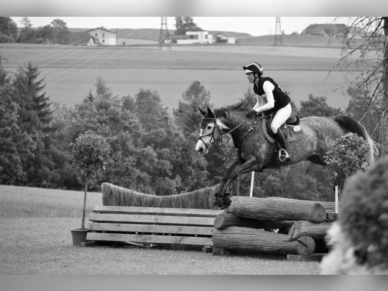 Irish Sport Horse Mare 8 years 15,3 hh Gray in Inzing