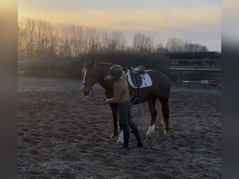 Irish Sport Horse Mare 8 years 16.1 hh Chestnut in Trebbin