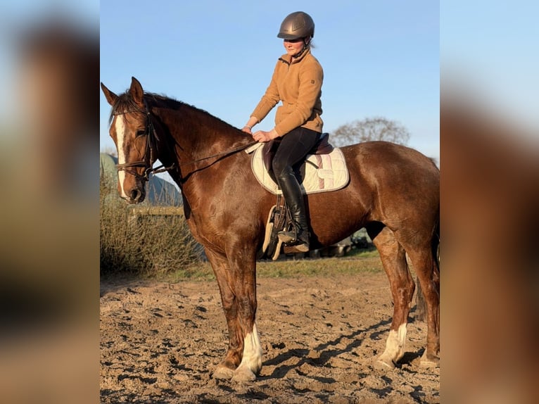 Irish Sport Horse Mare 8 years 16.1 hh Chestnut in Trebbin