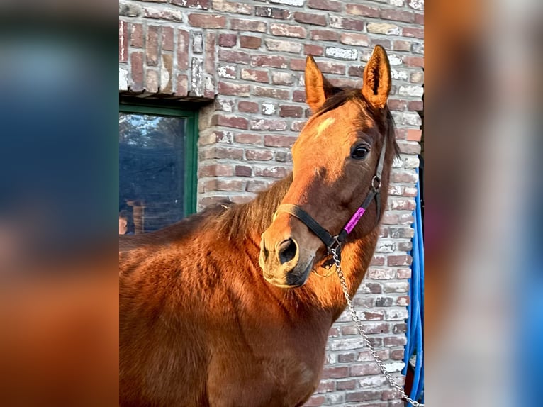 Irish Sport Horse Mare 8 years 16,2 hh Brown in Grevenbroich