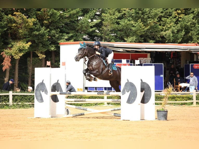 Irish Sport Horse Mare 8 years 16 hh Bay-Dark in Luqa
