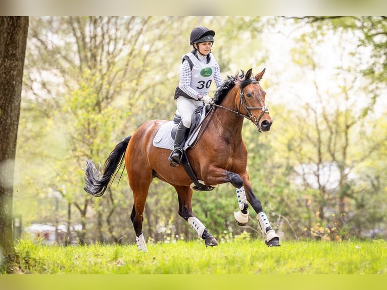 Irish Sport Horse Mare 8 years 16 hh Brown in Hanstedt