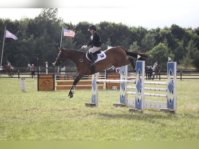 Irish Sport Horse Mare 8 years 16 hh Brown in Hanstedt