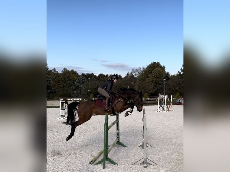 Irish Sport Horse Mare 8 years 16 hh Brown in Hanstedt