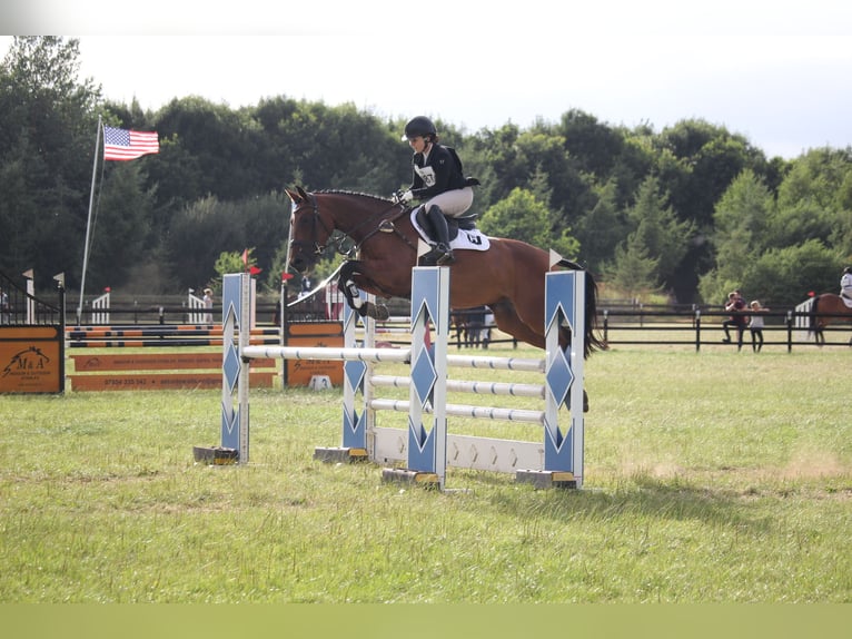 Irish Sport Horse Mare 8 years 16 hh Brown in Hanstedt